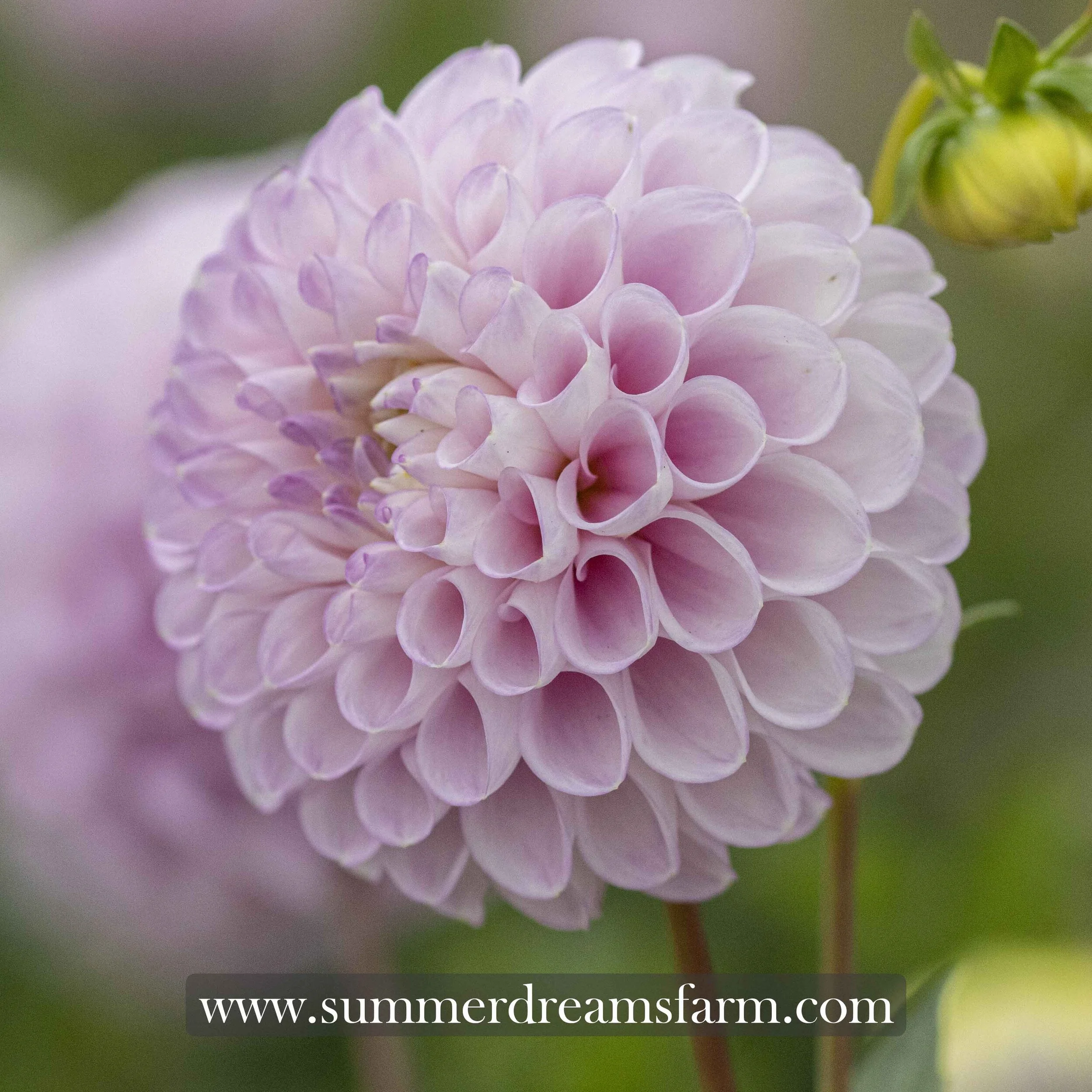 Dahlia - Snoho Sonia — Dahlia | SummerDreamsFarm